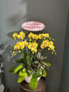 Shop Hoa Lan Hồ Điệp Biên Hòa