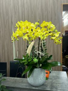 Shop Hoa Lan Hồ Điệp Long Thành