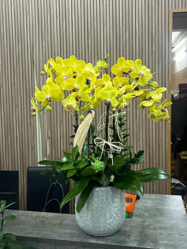 Shop Hoa Lan Hồ Điệp Long Thành