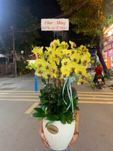 Shop Hoa Lan Hồ Điệp Tân Phú