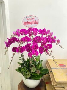 Shop Hoa Lan Hồ Điệp Vĩnh Cửu