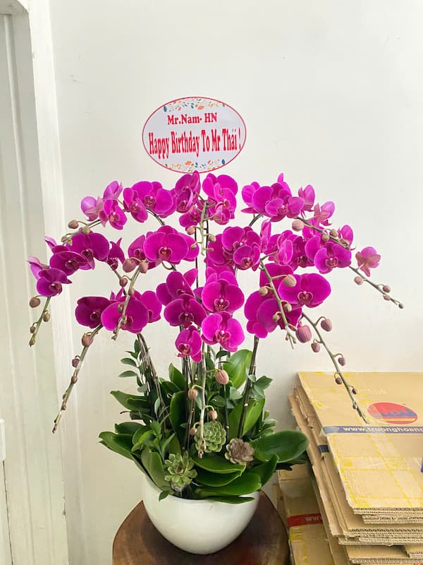 Shop Hoa Lan Hồ Điệp Vĩnh Cửu