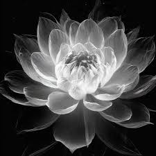 Avatar Ảnh Tang Lễ Đen